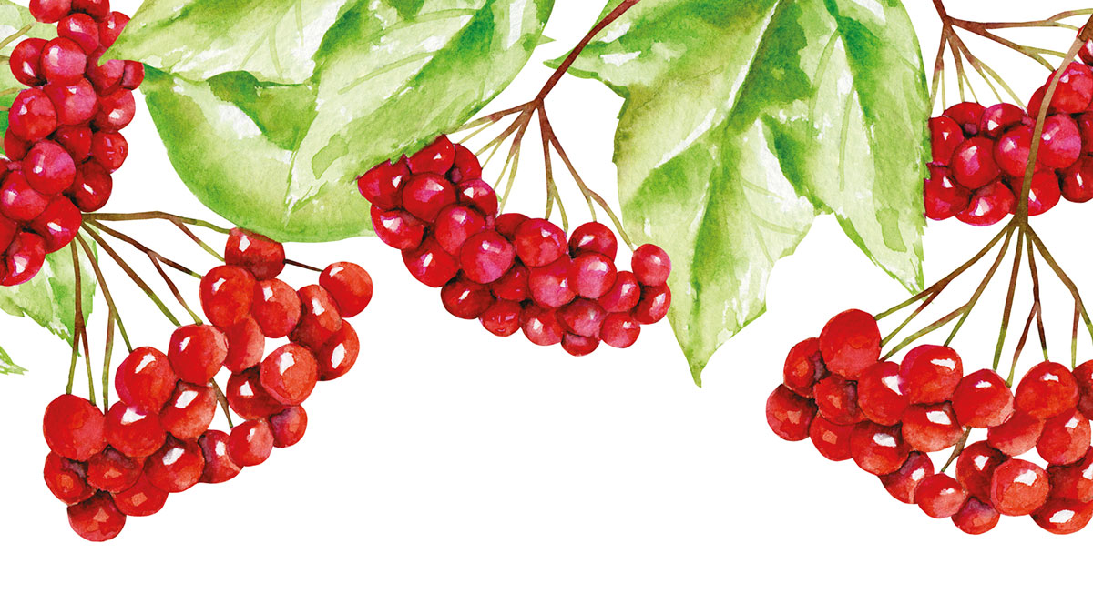 Aşk acısının sembolü: Gilaburu