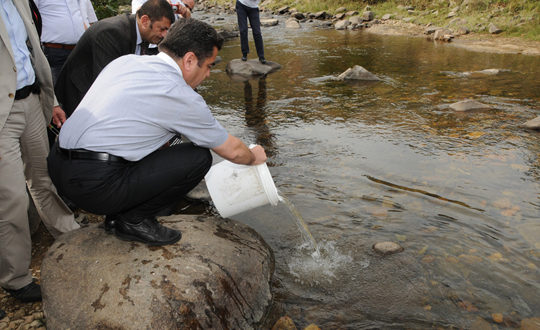 Ordu'nun dereleri alabalkla renklendi