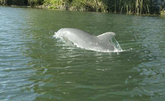 Sakarya Nehri'nde yunus aknl