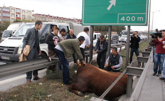 Kurbanlk boa TEM'de trafii aksatt