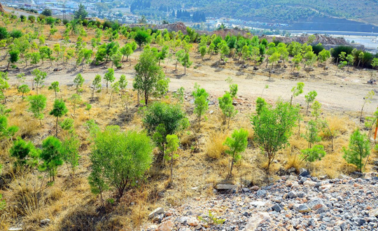 Belkahve'deki taocaklar 'Yeil Vadi' oluyor