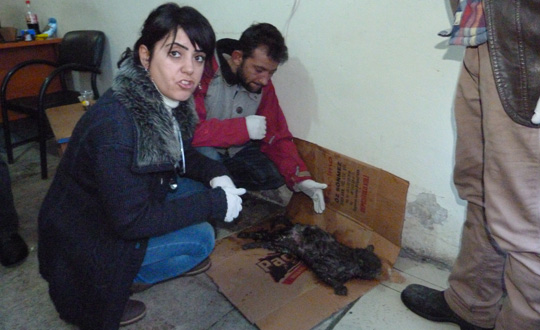 Yaral kedi Erzurum'a sevk edildi