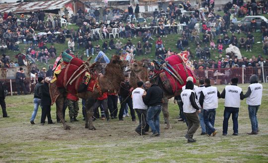Bornova'da renkli deve güreşi festivali 