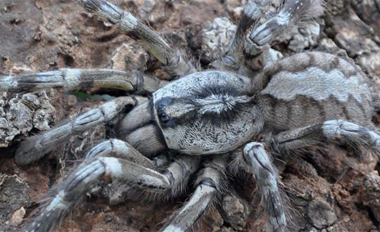 Dev �r�mcek korkuttu