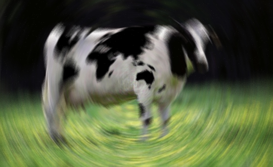 nek saldrs ldrd