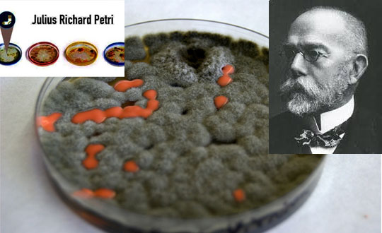 Bakteri bilimi uzman ve petri kabnn mucidi Julius Richard Petri google doodle oldu! ulius Richard Petri kimdir?