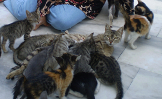Tekir kedi sokaktaki btn yavrular emziriyor