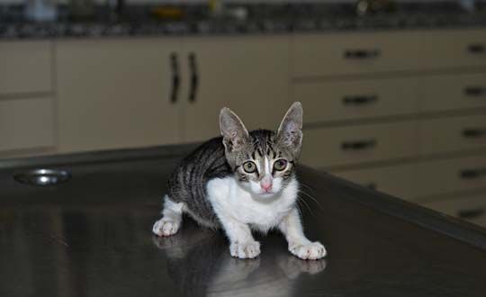 Zifte Bulanm Kedi Hayata Dndrld