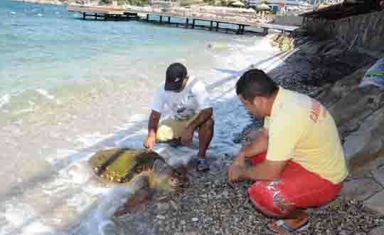 Kuadas Sahilinde l Caretta Caretta 