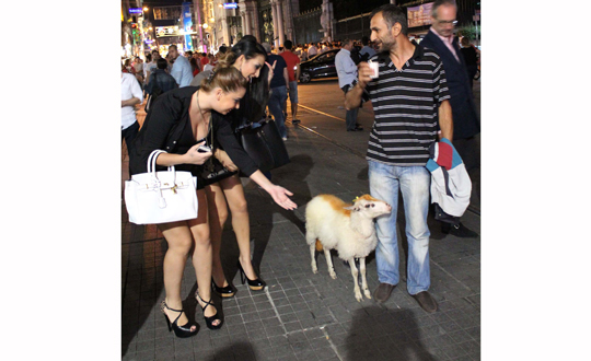 Bu kuzu stiklal Caddesi'nde ne aryor?