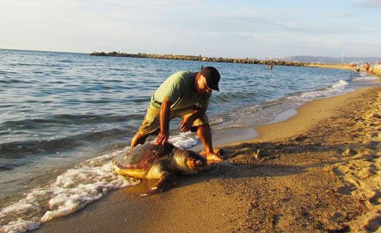 Kuadas'nda 1 l, 1 Yaral Caretta Caretta Bulundu 