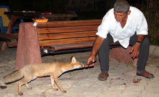 Tilkiyi eliyle besliyor