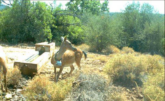 Nesli tehlike alt�nda olan hayvanlara GPS'li tasma