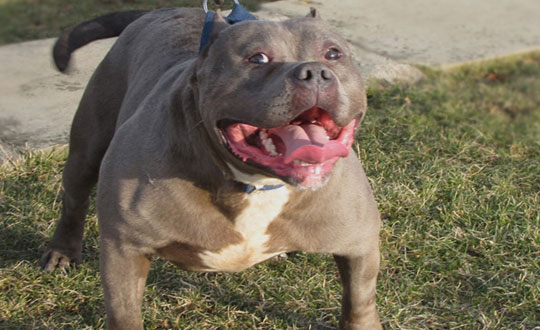 Pitbull deheti