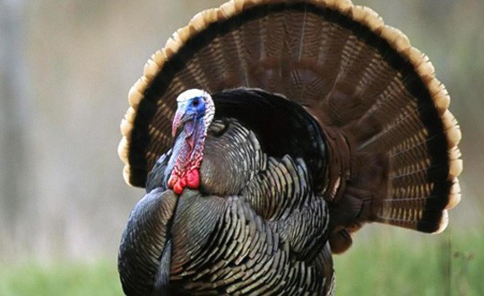 ngilizler hindiye neden Turkey dedi?