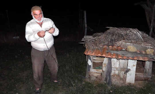 Sakarya'da kpek yiyen yaratk panii