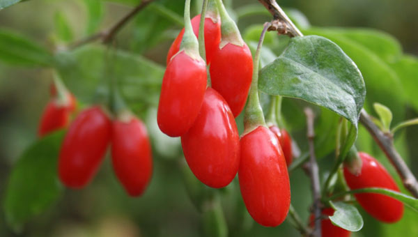 Kurt zmnn (goji berry) byk faydas!