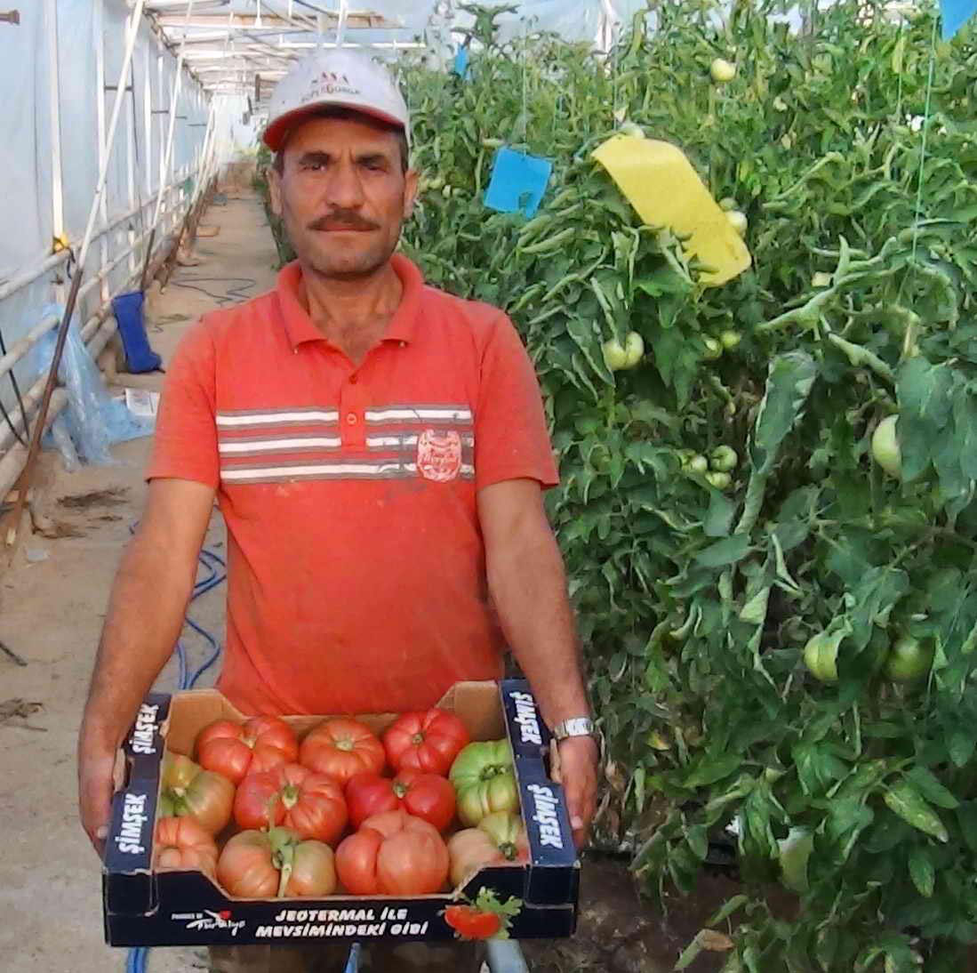 Kiloluk pembe domates seraların gözdesi