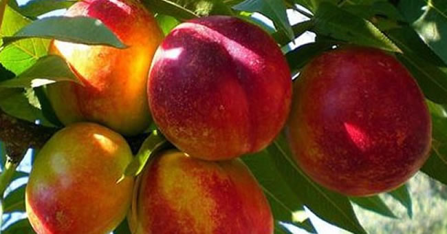 eftalinin faydalar nelerdir?
