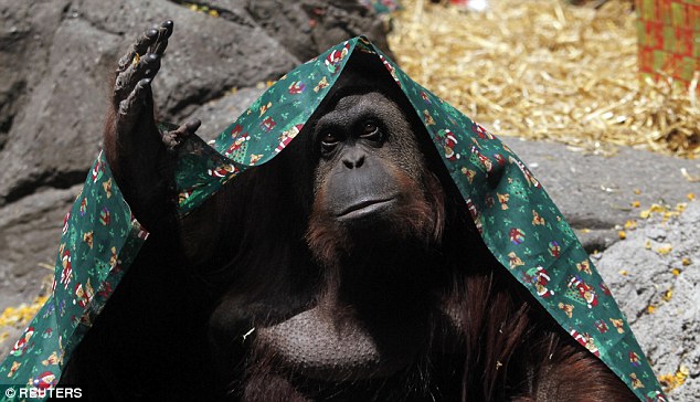 Orangutanlar insanlarla ayn hakka m sahip olacak?