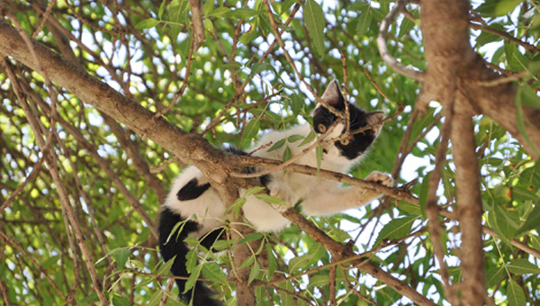 Aata mahsur kalan kedi 4 gndr kurtarlmay bekliyor      