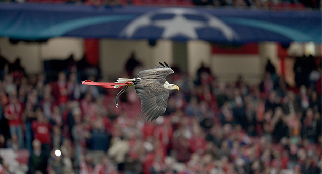 Benfica stadna kartal girdi!
