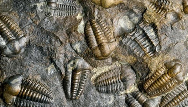 in'de 535 milyon yllk larva bulundu