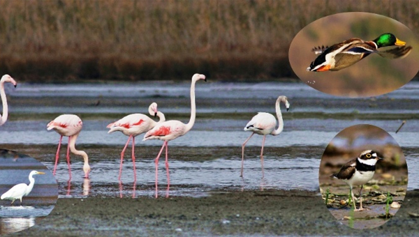 Metropollerin ortasnda 'flamingo cumhuriyeti'