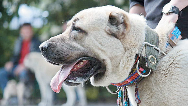 Ortak kltr miras kangal
