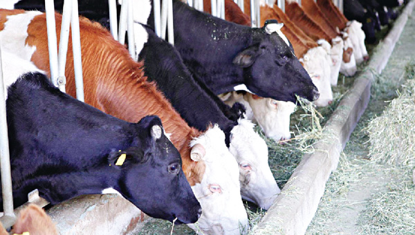 St ucuzlayp, et fiyat artnca ineklere mezbaha grnd