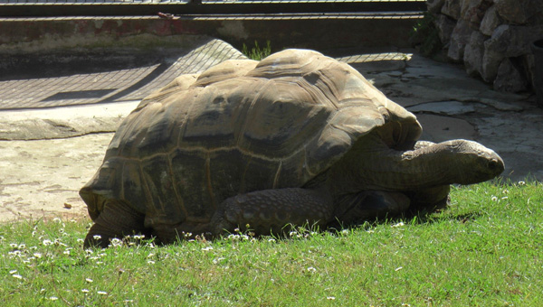 T�rkiye'nin en ya�l� kaplumba�as�