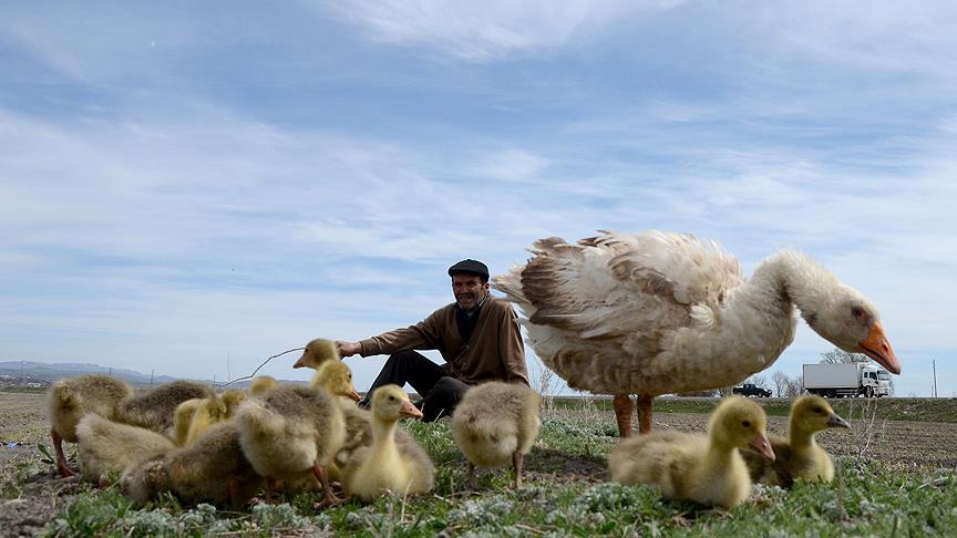 'Kars kaz' yetitiricilerinde yeni sezon heyecan