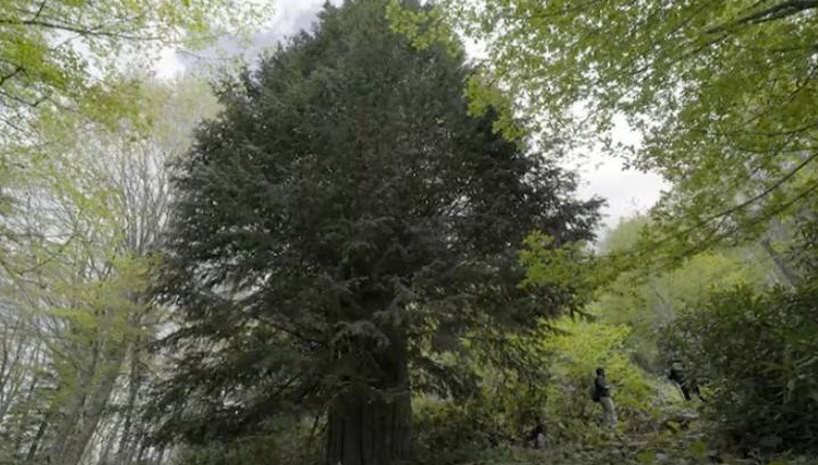 Anadolu'nun en eski aac! Ya inanlmaz!