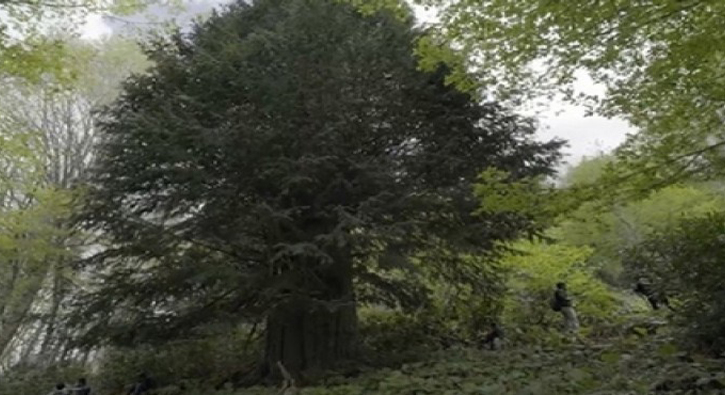 Dnyann en yal 5 aacndan biri Zonguldak'ta