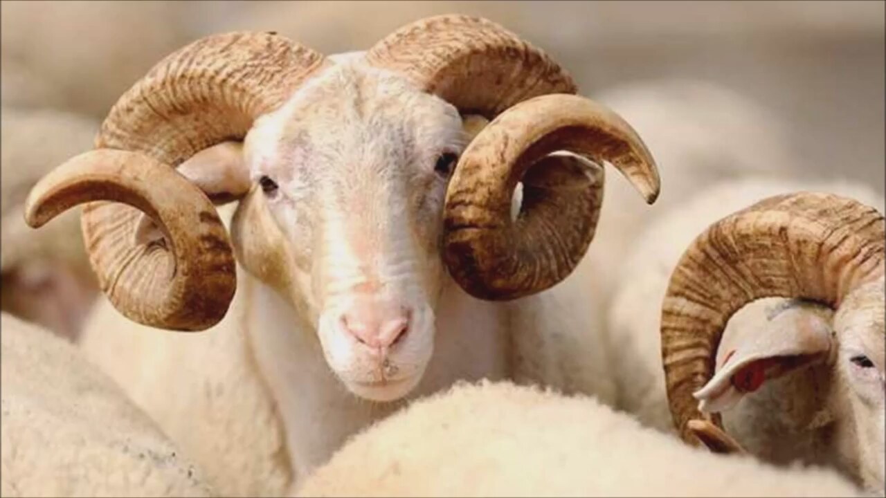 Kurban Bayram� tatili ka� g�n, ne zaman?