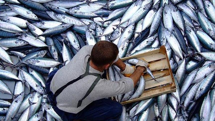 Karadeniz'de palamut bereketi