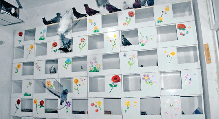 T�rkiye�nin ilk g�vercin oteli 