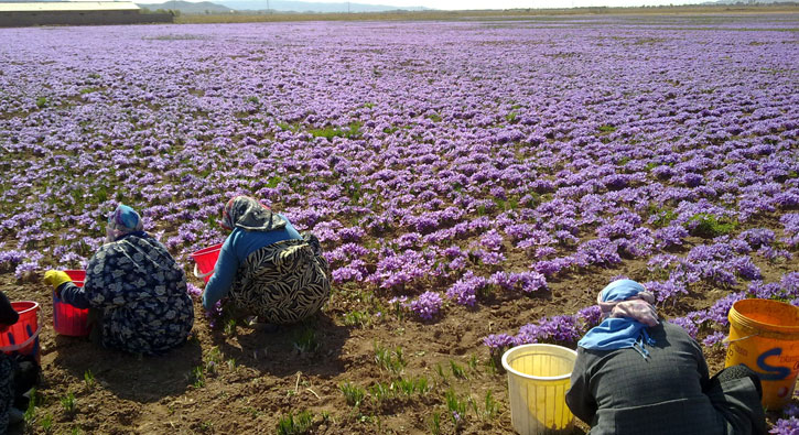 �ran'da safran hasad� ba�ald�