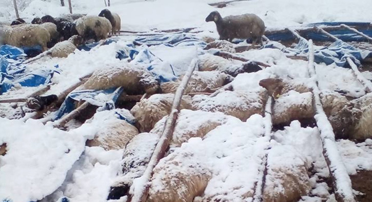 Mersin'de 125 k���kba� hayvan telef oldu