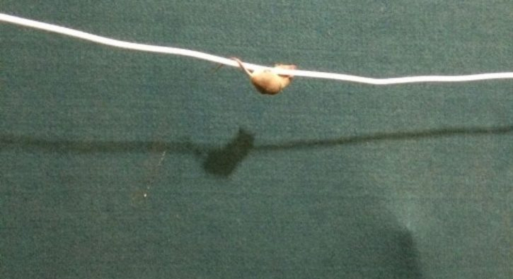 Klima teli �zerindeki fareden g�rsel �ov