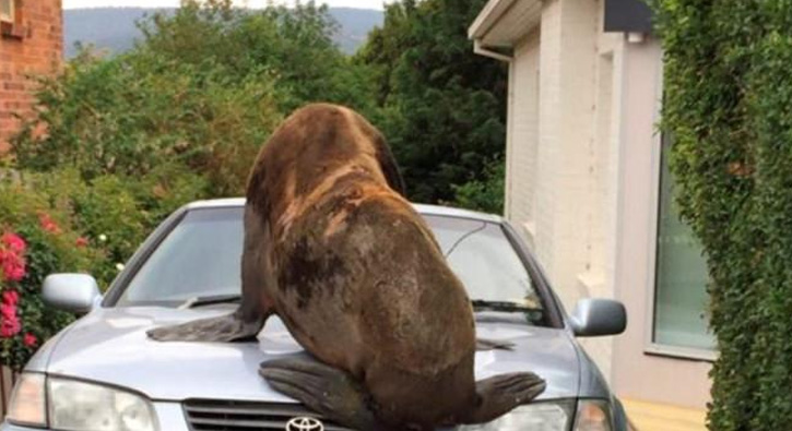 Avustralya'da dev fok arabay� ezdi!