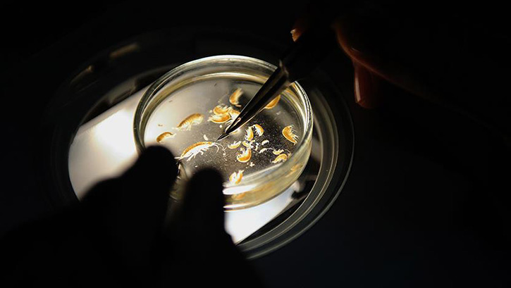 2016 y�l�nda 133 yeni canl� t�r� ke�fedildi