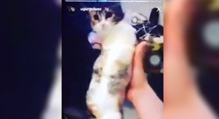 Kediye bantl� i�kence