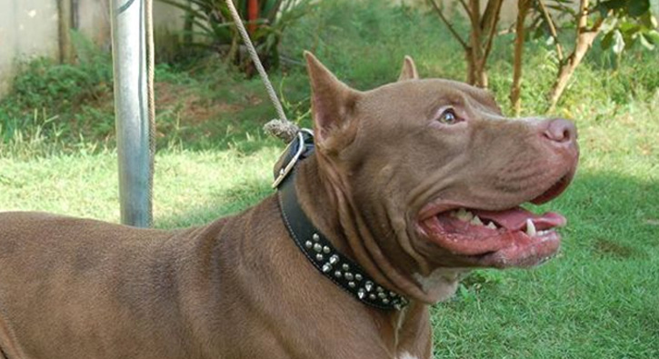 Sald�ran pitbulu b��aklad�