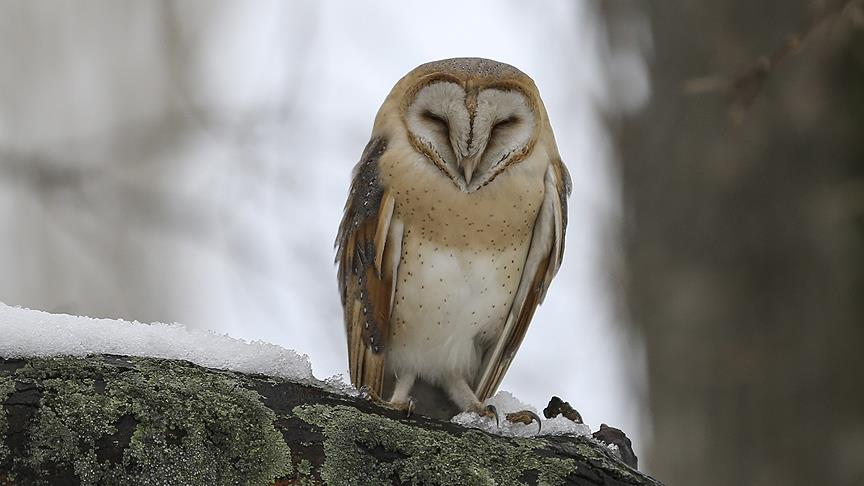 Kastamonu'da 'pe�eli bayku�' g�r�nt�lendi
