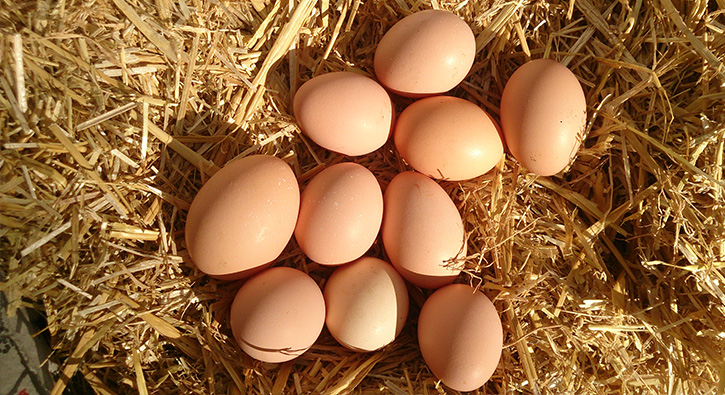 K�mes hayvanc�l��� �retimi azald� 