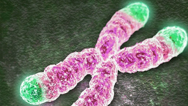 Ya�lanmayla ilgili protein ke�fedildi