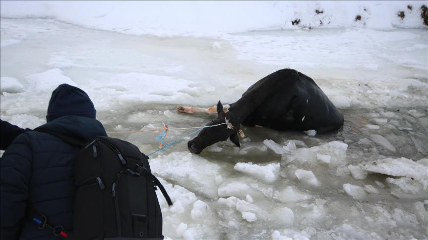 G�le d��en inek iple kurtar�ld�