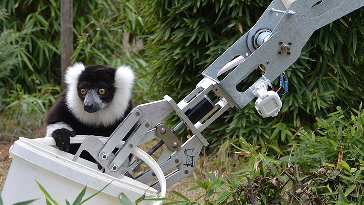 GKTRK'lerin robotu lemurlar besledi