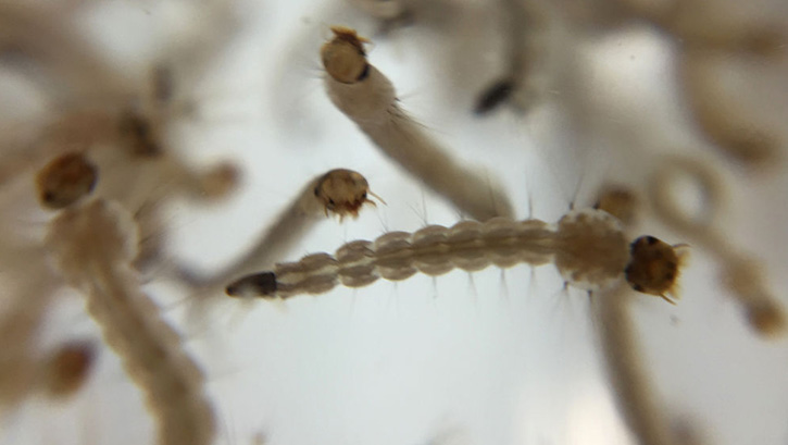 Sivrisinekler zika virsn sonraki nesillerine aktarabiliyor